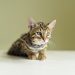 When Can Kittens Leave Their Mom? Vet-Verified Facts & FAQ