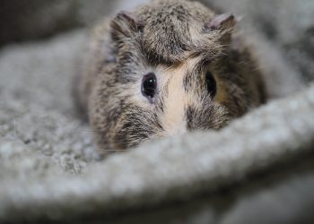 Piggie Puzzles: Decoding Common Guinea Pig Behaviors Unveiled