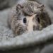 Piggie Puzzles: Decoding Common Guinea Pig Behaviors Unveiled
