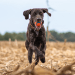 German Short-haired Pointer Dog Breed Information