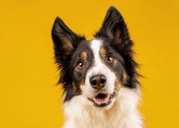 What Are Dog Buttons and How Do They Work?