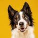 What Are Dog Buttons and How Do They Work?