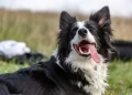 4 Reasons Your Dog’s Tongue Sticks Out