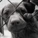 It’s Still Legal To Eat Dogs In The United States–And Yes, It Happens