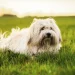 Small Dogs Who Are the Healthiest