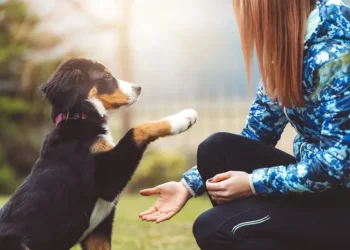 10 Easy Tricks To Teach Your Dog
