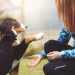 10 Easy Tricks To Teach Your Dog