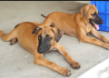 Kombai Dogs: History, Traits, and Care of India’s Guard Dog