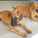 Kombai Dogs: History, Traits, and Care of India’s Guard Dog