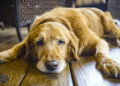 Dog Dry Skin Problems and Top Home Remedies for the Treatment