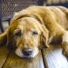 Dog Dry Skin Problems and Top Home Remedies for the Treatment