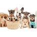 Best Small Dog Breeds in India for First-Time Pet Owners