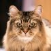 Burmilla Longhair: Info, Pictures, Origin & More