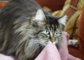 How to Stop a Cat From Suckling: 6 Steps for Prevention