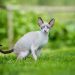10 Cornish Rex Health Issues You Should Know (Vet Answer)