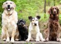 16 Best Dogs for First Time Owners