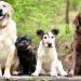 16 Best Dogs for First Time Owners