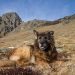 Discover the Elegant Fawn and Other Rare Anatolian Shepherd Colors