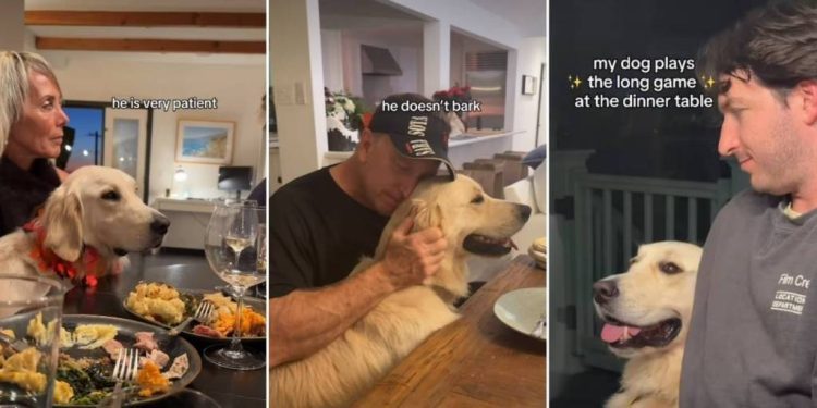 Golden Retriever Plays the ‘Long Game’ at Dinner for a Heist