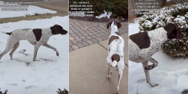 Video: ‘Hunting Dog’ Goes Into Stealth Mode Approaching a Bunny in Bushes