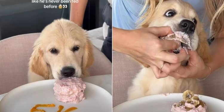 Video: Golden Retriever Puppy Practically Inhales Sweet Treat
