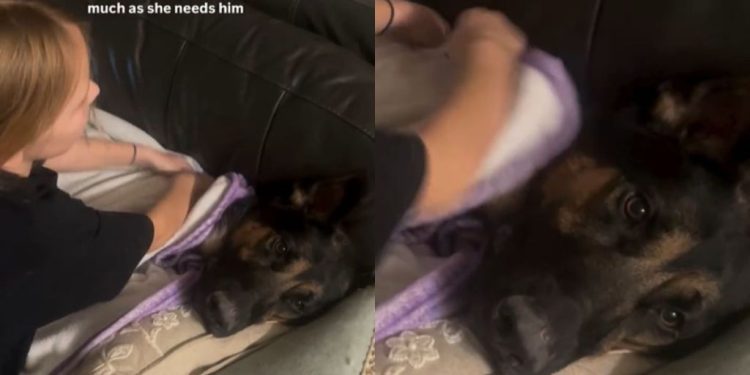 Video: Dog Lets Little Girl Adorably Tuck Him In