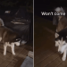 Husky Is Out in the Rain With Owner at Almost 4 AM for a Reason