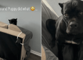 Video: 100 Lb Puppy Knocks Couch Down & Surprises Owner