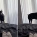 ‘Dramatic’ Doberman Does This When Breakfast Is Late