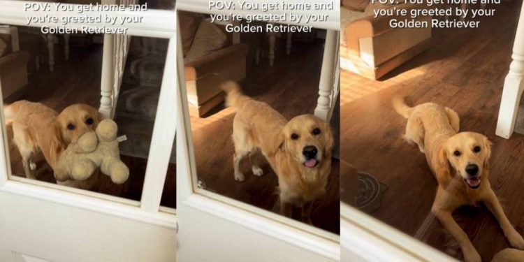 Golden Retriever Greets Owner Like This & It’s Impossible Not To Smile