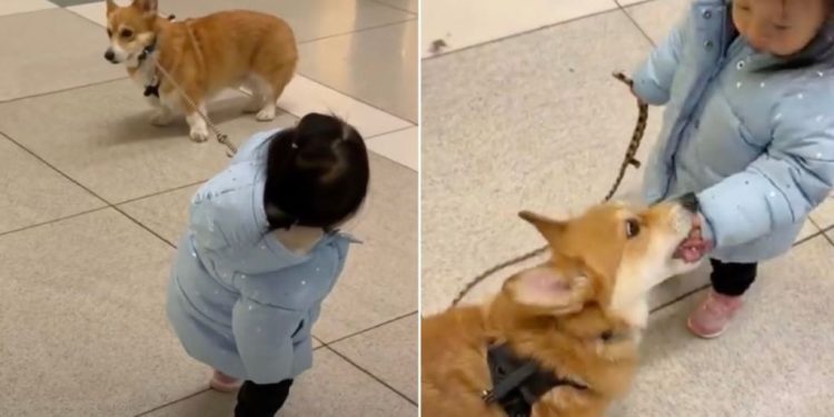 Video of Corgi Being Walked by Tiny Human Will Make Your Day