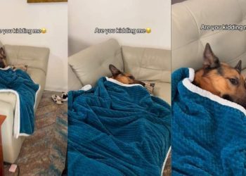 Video: Dog Is Living His Best Life Tucked in With Blanket & Pillow