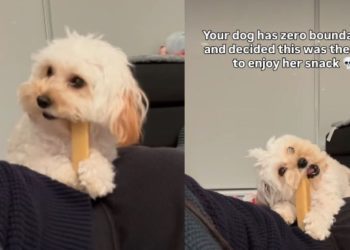 Video: Tiny Dog Uses Owner’s Back To Enjoy Her Snack