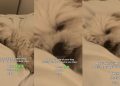 Video: Dog Makes Three Kinds of Sounds When It’s Time for Bed