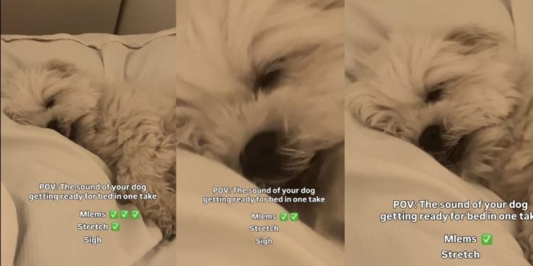 Video: Dog Makes Three Kinds of Sounds When It’s Time for Bed