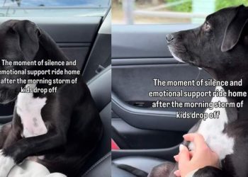 Video: Dog Takes a Moment to Process the Silence After School Drop-Off