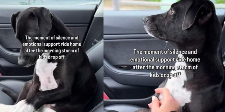 Video: Dog Takes a Moment to Process the Silence After School Drop-Off