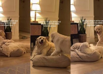 Video: Two Golden Retrievers Go From Playtime to Fight in Seconds