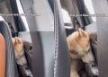 Dog’s Post-Hike Nap Makes for an Adorable Video