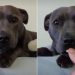 Dog Is Gentle With Yoghurt Drops in Adorable Video