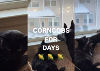 Dog Loves to Nibble the Cat in Adorable Video