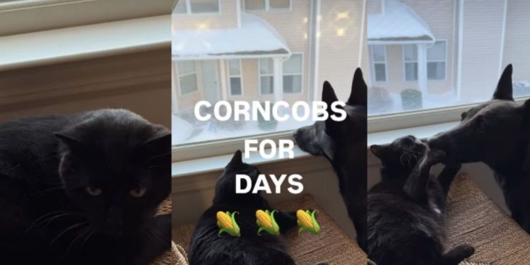 Dog Loves to Nibble the Cat in Adorable Video