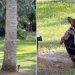 Video of Tiny Dog Chasing Squirrels Up a Tree Melts Hearts