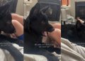 Video: Dog Reacts to Being Told ‘No’ Repeatedly