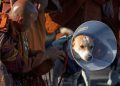 Video: Aloka the Peace Dog Enjoys a Light Walk Post Surgery