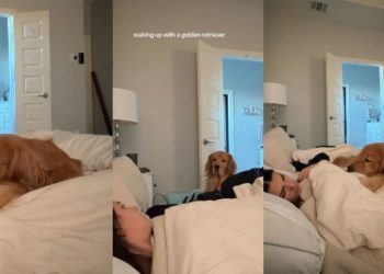 Video: Waking up With a Golden Retriever Can Often Look Like This