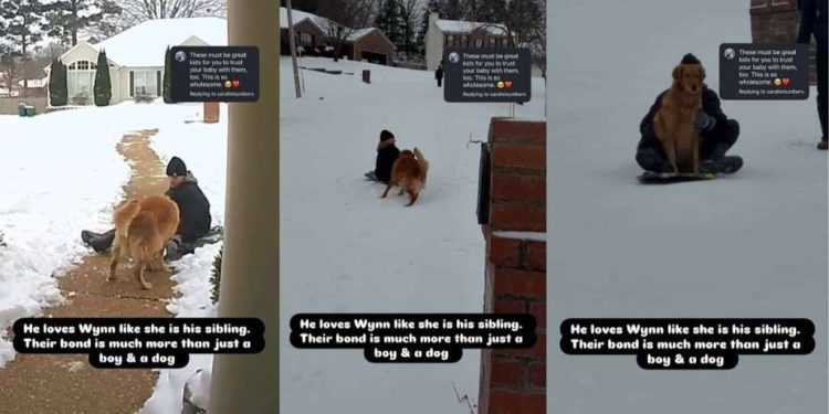 Video Shows Golden Retriever Bonding With Neighborhood Kids While Sledding