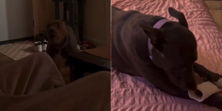 Dog Is Just a ‘Girl’ Showing off Her Bone in Adorable Video