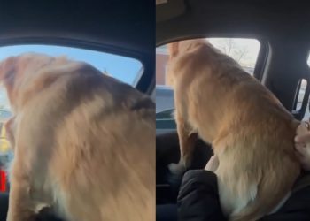 Video: 80 Lb Golden Retriever Thinks He’s Still a Lap Dog