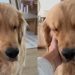 Video: Golden Retriever Is ‘Mushiest Baby’ After Nap